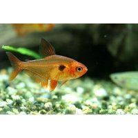 Rode Fantoomzalm 2,5cm