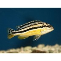 Melanochromis Auratus 6cm