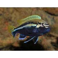 Melanochromis Auratus