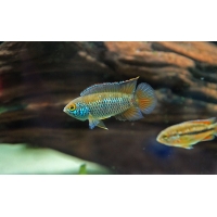 Nanacara Anomola 3-4cm