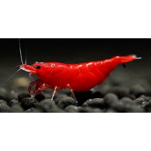 Caridina denticulata Sakura Super Red 1-1,5cm