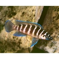 Lamprologus Cylindricus 4-5,5cm