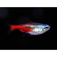 Neontetra diamant 2,5-3cm