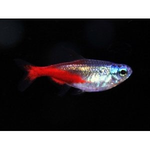 Neontetra diamant 2,5-3cm