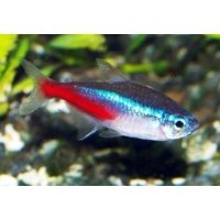 Neon tetra 2cm