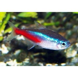 Neon tetra XL