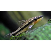 Otocinclus Affinis 3cm