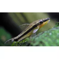 Otocinclus Affinis 3cm Otocinclus Affinis 3cm