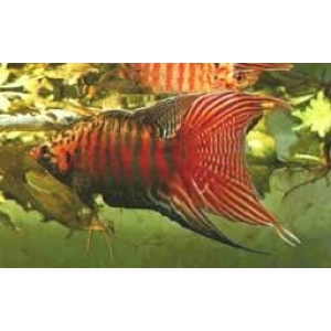 Paradijsvis dubbel rood 4-5cm