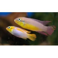 Pelvicachromis taeniatus Kienke 4-5cm