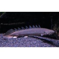 Polypterus Senegalus 8-10cm