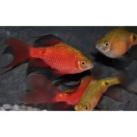 Prachtbarbeel sluier 3,5-4cm