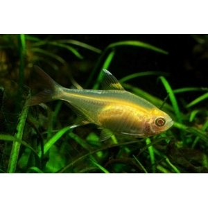 Pristella Riddlei gold 3cm