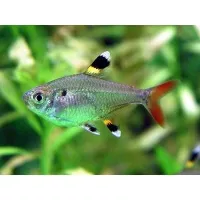 Pristella Riddlei 3cm Pristella Riddlei 3cm