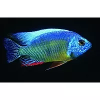 Protomelas Fenestratus Taiwan Reef 6-7cm Protomelas Fenestratus Taiwan Reef 6-7cm
