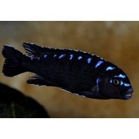 Pseudotropheus Elongatus neon spot 