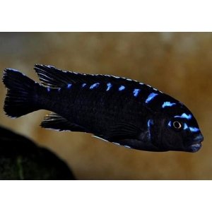 Pseudotropheus Elongatus neon spot 6-7cm