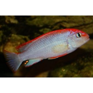 Pseudotropheus Ndumbi Red Top