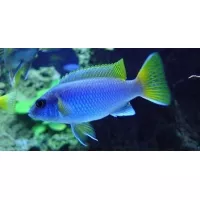 Pseudotropheus Acei 6-7cm Pseudotropheus Acei 6-7cm