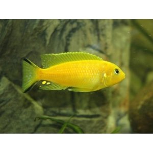 Pseudotropheus Daktari