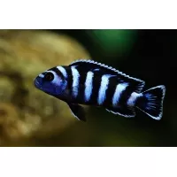 Pseudotropheus Demasoni 4-5cm Pseudotropheus Demasoni 4-5cm