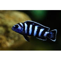 Pseudotropheus Demasoni 4-5cm