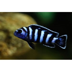 Pseudotropheus Demasoni 4-5cm