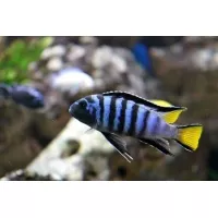 Pseudotropheus Elongatus Mpanga 5-6cm Pseudotropheus Elongatus Mpanga 5-6cm