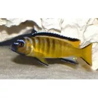 Pseudotropheus Elongatus usisya mara rocks 3-4cm Pseudotropheus Elongatus usisya mara rocks 3-4cm