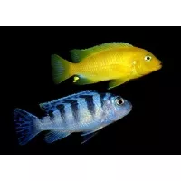 Pseudotropheus Lombardoi Pseudotropheus Lombardoi