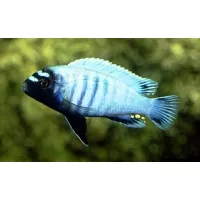 Pseudotropheus Polit Pseudotropheus Polit