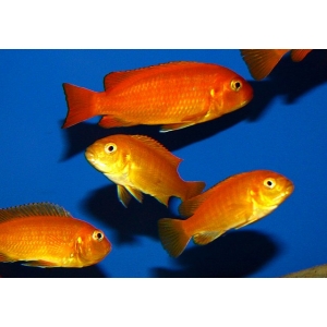 Pseudotropheus Saulosi coral red