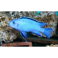 Pseudotropheus Socolofi Pseudotropheus Socolofi