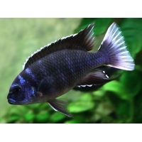 Pseudotropheus Acei Ngara 6-7cm Pseudotropheus Acei Ngara 6-7cm