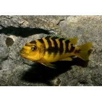 Pseudotropheus Crabro 6-7cm Pseudotropheus Crabro 6-7cm