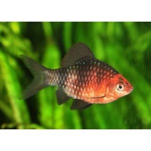 Purperkop barbeel 3-4cm