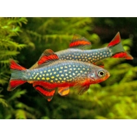 Rasbora Galaxy 1,5-2cm