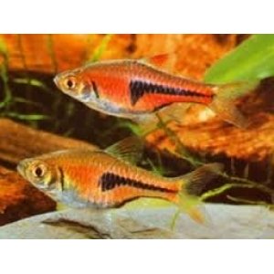 Rasbora Espei 2,5cm