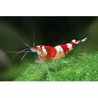 Caridina sp. Crystal red 1,5cm Caridina sp. Crystal red 1,5cm
