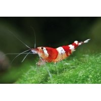 Caridina sp. Crystal red 1,5cm