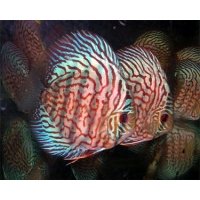 Discus Red Turquoise