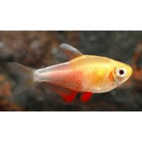 Rode Rio oranje 2,5cm