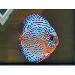 Discus royal blue