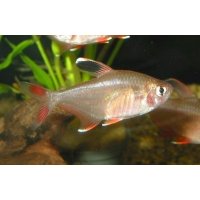 Roze tetra 