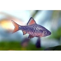 Sumatra barbeel 2,5-3cm