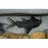 Synodontis Eupteris 4-4,5cm