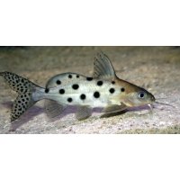 Synodontis Ocellifer 4,5-5cm