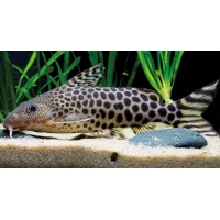 Synodontis Pardalis 5-5,5cm