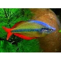 Melanotaenia herbertaxelrodi 3-4cm Melanotaenia herbertaxelrodi 3-4cm