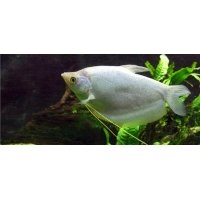 Zilver gourami 5-6cm